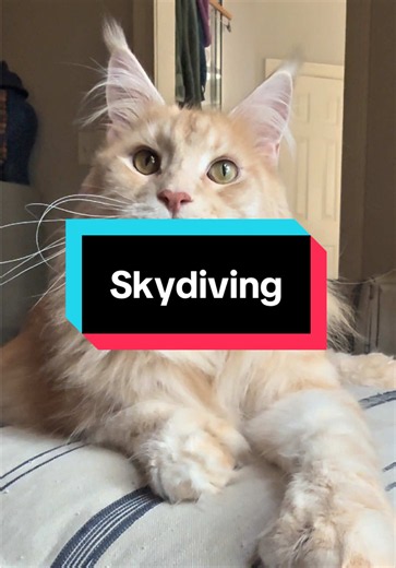 something a little extra funny about a cat telling this joke idk #cattok #mainecooncat #funnycats #dadjokes #jokes