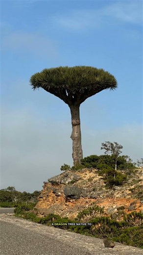 The Mind-Blowing Secret of Dragon Socotra Island