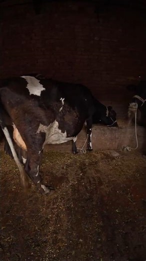 Big Buffaloes Feeding Time 🐃 | Desi Farm Life | Animal Care | Village Dairy Farming