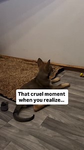 17K views · 5.2K reactions | The cruelest part of Sable’s rescue wasn’t finding her abandoned — it was realizing the person who did it walked away without a second thought. She was a blind baby, left to die. I made her a promise that day: no one would ever fail her again. Help us keep that promise for the next one who needs us.  Donate: BossFarms.com/donate  Venmo: @BossFarms” | Boss Farms | Facebook