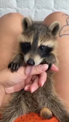 Incredible Encounters: Moments with Wild Animals