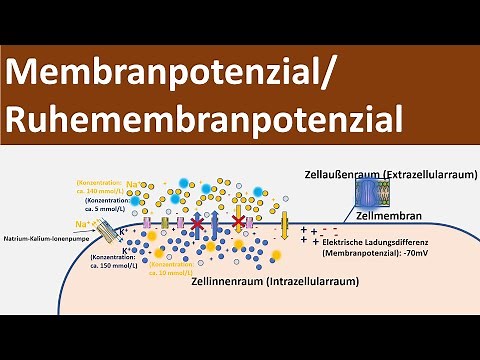 Membrane potential / resting potential / resting membrane potential [Biology, Neurobiology, Advan...