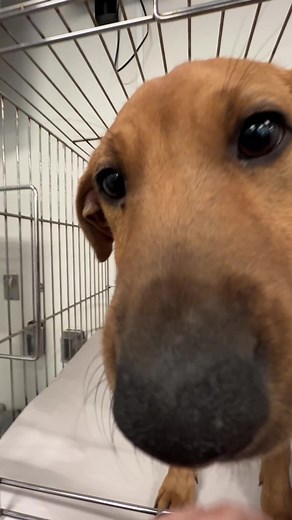 10K views · 407 reactions | Is 13-week-old Ridgeback mix Emmy Lou...
