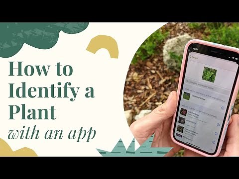 How to Identify a Plant in Minutes!
