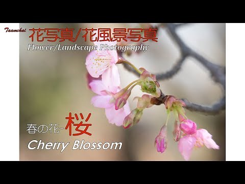 花写真花風景写真 春の花⑥ 桜
