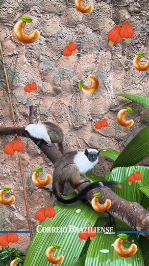 Os filhotes de sauim-de-coleira Saguinus bicolor nascidos no Zoológico de Brasília têm nome definido. Após uma enquete aberta ao público nas redes sociais, Caju e Castanha foram os nomes mais votados, em uma mobilização que reuniu mais de 3.800 votos em apenas 24 horas. Na votação, o nome Caju, para o filhote macho, recebeu 1.063 votos, enquanto Castanha, para a fêmea, foi escolhido por 882 pessoas, consolidando a preferência do público e reforçando o engajamento dos visitantes com as ações do Z