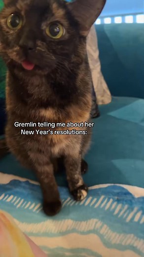 46K views · 4.9K reactions | Gremlin’s got a lot going on this year!  Happy 2025 y’all! ​ ​#catla... #fyp #cats #catgroomer #catgrooming #silentreviews #cats #groomer #catfamily | Dikaa | Facebook