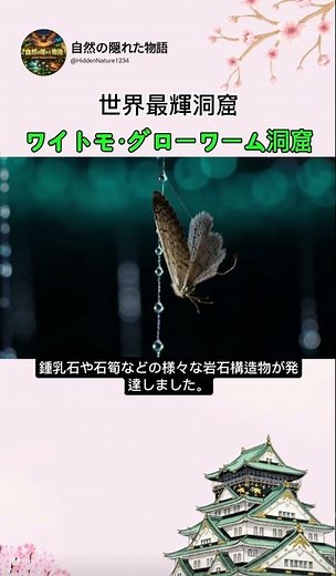 世界で最も輝く洞窟 – ワイトモ・グローワーム洞窟
