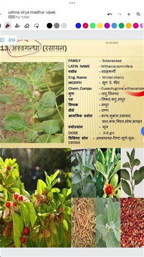 Ashwagandha Plant (Withania somnifera) | Identification, Benefits & Uses #ayurveda #bams #viral