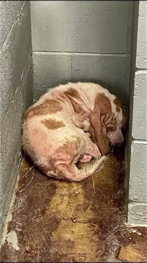 Terrified, neglected Hattie JoJo is finally safe help her heal and thrive. 💔🐾 Donate now!