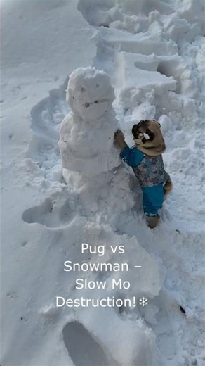 Slow Mo Pug Destroys Snowman – Snow Explosion & Final Lick!❄️😍