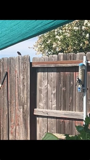 Lolo's Caligarden: Ideas for Your Dream Garden