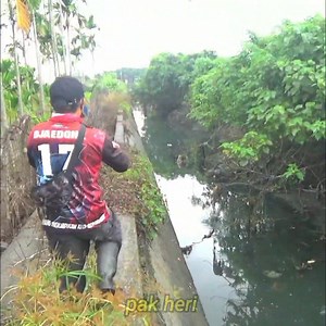 mancing ikan gabus menyususri parit dangkal,strek ikan gabus babon besar #mancing #casting #fishing | Mancing mania mantap