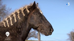 🐴 Le cheval comtois est facile à reconnaître. Il est massif, courageux, puissant et très à l’écoute. Il a failli disparaitre mais aujourd’hui, le Comtois revient doucement à ses fondamentaux : le travail paysan. Une histoire de patrimoine, mais aussi économique et culturelle à suivre dimanche dans C'est là ! à 12h55 sur France 3 Franche-Comté France 3 Bourgogne. ▶ https://france3-regions.francetvinfo.fr/bourgogne-franche-comte/emissions/c-est-bourgogne-franche-comte/chevaux-comtois-1558880.html