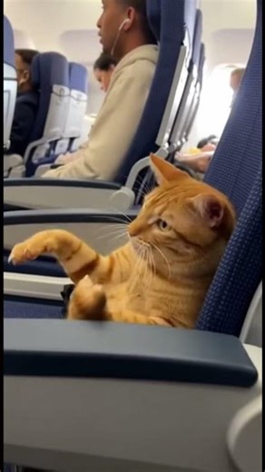 Toby on a Plane - Flight Attendant Says "Turn Off Phone," He Ignores! 🐱📱✈️😼