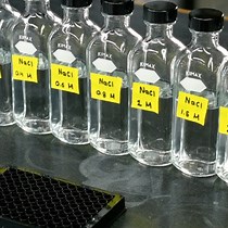 Investigating IDRs in Living Cells | JoVE Journal