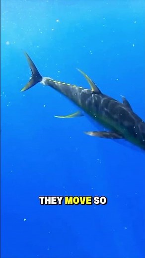 Why Tuna Can’t Live in Aquariums?