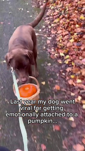 5.3M views · 480K reactions | The sequel to the pumpkin saga!  Last year, Ollie and his emotional support pumpkin gained over 60 MILLION views. I have been holding onto the seeds of the original pumpkin for so long! It’s finally time to plant them. Ollie deserves a patch full of pumpkin children! More updates coming soon  | Good Boy Ollie | Facebook