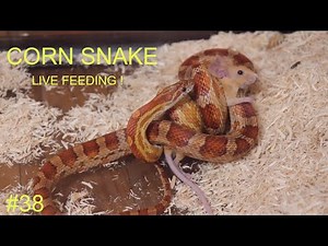 LIVE FEEDING - Corn Snake JUMPS to catch its prey BEFORE it's even DROPPED in the tank!