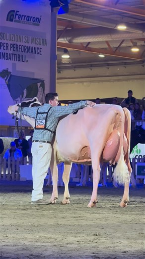 Cowsmopolitan, LLC on Instagram: "𝐈𝐧𝐭𝐞𝐫𝐧𝐚𝐭𝐢𝐨𝐧𝐚𝐥 𝐃𝐚𝐢𝐫𝐲 𝐒𝐡𝐨𝐰 𝐝𝐢 𝐂𝐫𝐞𝐦𝐨𝐧𝐚 Intermediate Champion Holstein @fierezootecnichecr 🥇🏆OLZA ALLIGATOR IRIDE 2093 ( ALLIGATOR x GOLD CHIP x DELTA ) SOCIETA´ AGRICOLA OLZA S.S. 🥈CASTELVERDE COSMO TYGONS ( COSMO x UNIX x DEMPSEY ) SOCIETA AGRICOLA CASTELVERDE HOLSTEIN GQ S.S. 🥉RINASCENTE PELLEGRINO BLACKY ( PELLEGRINO x TATOO x GOLDEN DREAMS ) AZ.AGR.RINASCENTE DI LOVATO R.E C.SOC.AGR.SEMPLICE Best udder 🏆🥇OLZA ALLIGATOR IRIDE