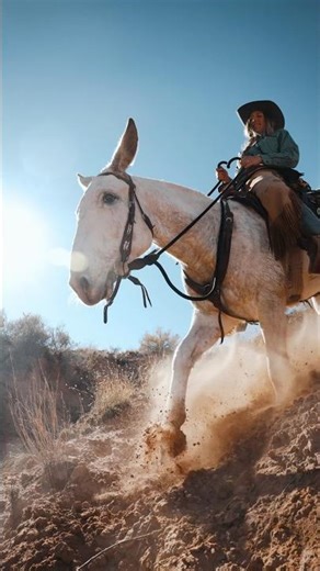 This Lady Is Making Mules Cool Again 😎 #Horses #Mules #Horse #Mule #Equestrian #TrailRiding