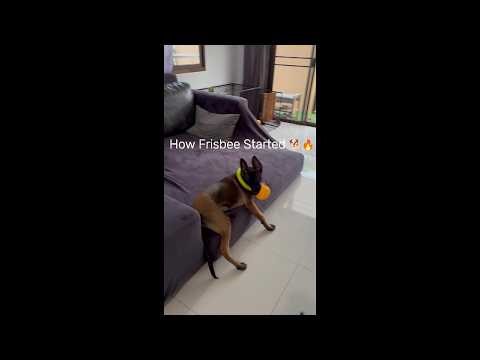 Our Malinois. How Frisbee Started