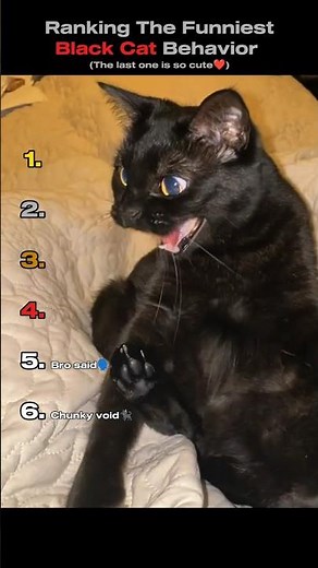 Ranking The Funniest Black Cat Behavior😹🖤(You Won't Believe No.1)#shorts