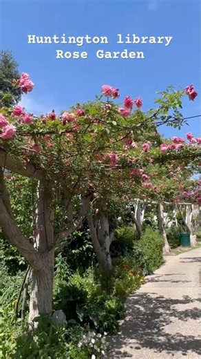Huntington Library Rose Garden #garden