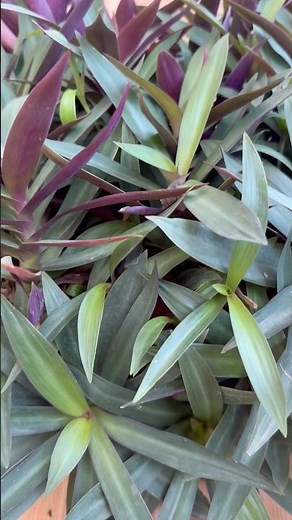 Rhoeo plant/Moses- in -the cradle care and propagation