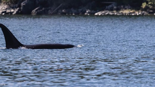 Lone Transient Orca (Biggs Killer Whale) hunting in Beaver Cove, near to Telegraph Cove Resort & Campground. August 2019 Who Are the Transients? Bigg’s killer whales are marine mammal specialists. Unlike their salmon-hunting Resident cousins, Transients prey almost exclusively on seals, sea lions, porpoises, dolphins, and even young whales. Their hunting style is stealthy and strategic: they travel in small groups, vocalize very little, and often use surprise to ambush prey with remarkable preci