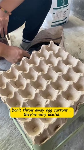 Everyone has egg cartons, but not everyone knows they’re the perfect seed starters. It’s seedling season – time to put them to use! Share and Follow to save this hack. #gardenizi #gardeningtips #seedstarting #plantlover #gardenjoy | Garden Tips & Tricks