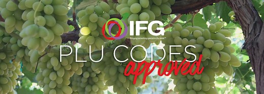 IFG® Gets PLU Codes Approved for Seedless Table Grape Varieties