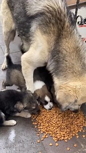 Faith in humanity restored 🥺 #dog #dogrescue #animalrescue #doglife #puppy #dogs #dogsofinstagram #storytime #foryou #viral | Saving Shelter Dogs from Euthanasia