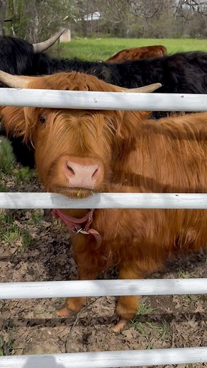 The mini cows are also loving this spring grass and weather! They are all big girls yearlings now. Almost breeding time! So excited for some new mini fuzzy babies on the farm! #minihighland #Minihereford | Mini Shire Farm