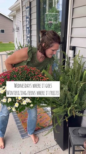 Wednesday Where it goes: Winterizing ferns Apparently you can keep ferns alive all winter if you give them light and water. Being the frugal person I am I gave it a shot. Brought in before a freeze, sprayed the pots with insect spray, put in second pot to keep water from running on the floor, and keeping watered. Here’s to hoping! #wednesdaywhereitgoes #fallprep #winterizing #stayathomezookeeper
