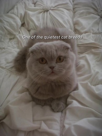 The Enigmatic Scottish Fold: A Look Into These Quiet and Mischievous Cats