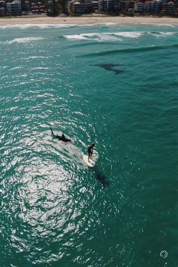 Shark Swimming Close to a Surfer