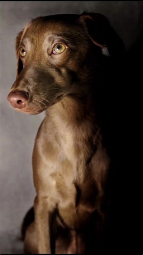 Heartwarming Moments with My Dog