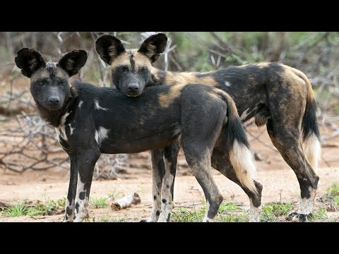 “Painted Wolves: Rewilding Africa’s Lost Hunters”