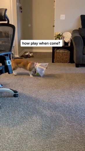 instructions unclear #corgi #dogsoftiktok #puppy