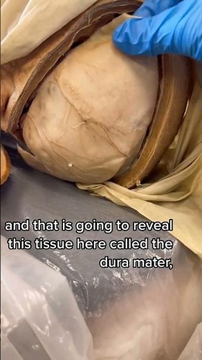 Layers of the Human Head