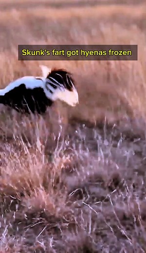 199K views · 2.3K reactions | That Skunk fart threw Hyenas into a freeze 藍藍藍藍藍 What a defence mechanism ! #funnymoments #defence #skunk | Crystal Tutors | Facebook
