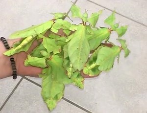 Phyllium giganteum 🍃 Adult females from Malaysia... @insecthaus_adi | The Black Jaguar-White Tiger Foundation