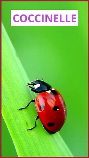 LE PRINTEMPS POUR LES ENFANTS EN FRANÇAIS | Apprendre le vocabulaire
