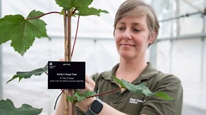 RAW VIDEO: Planting of Sycamore Gap saplings begins across the UK