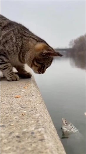 bhilai cartoon sundar sundar February 15, 2026