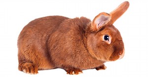 New Zealand Red Rabbit Care Sheet - Here Bunny