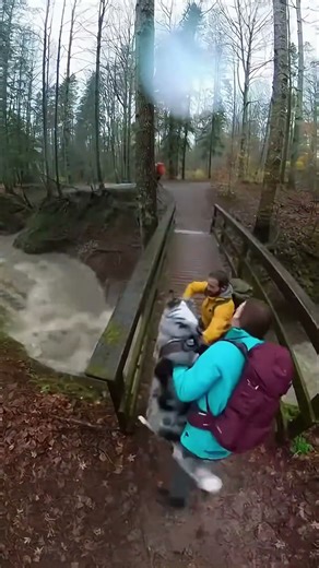 Flash Flood at Trail Bridge #shorts #save #funny #animals #nyxcodexlife #rescue