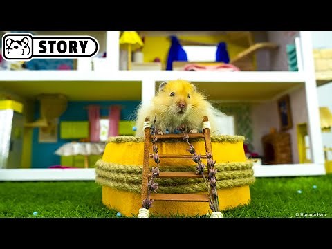 Awesome Hamster House - Homescapes 🐹 Homura Ham