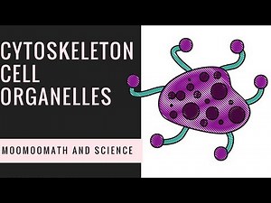 Cytoskeleton Structure ( Cell Organelles )